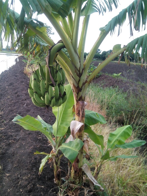 หน่อกล้วยหอม | สวนกล้วยหอม - เมืองลพบุรี ลพบุรี