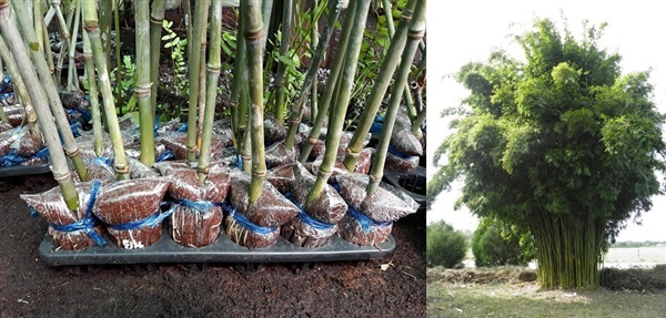 ไผ่ขาว (Textile Bamboo)-งดรับออเดอร์ชั่วคราว | บ้านสวนเก็บตะวัน - สังขละบุรี กาญจนบุรี