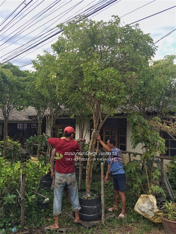 แก้วเจ้าจอม |  สวนบ้านกนิษฐา คลอง 15 - องครักษ์ นครนายก