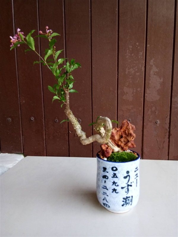 ไม้ประดับ ไม้แคระสวยๆ | Tree Of Love by C&C - คลองหลวง ปทุมธานี