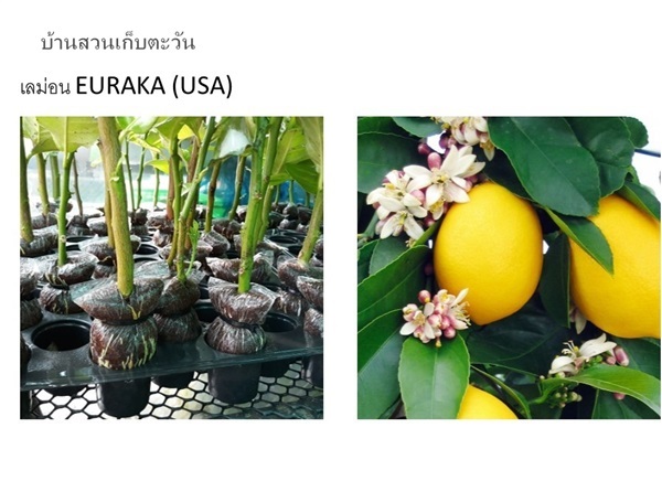 เลม่อนยูเรก้า EURAKA (USA) | บ้านสวนเก็บตะวัน - สังขละบุรี กาญจนบุรี