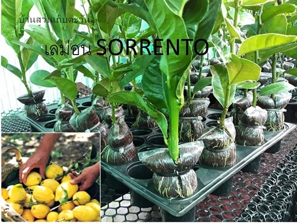 กิ่งพันธุ์เลม่อน SORRENTO ITALY | บ้านสวนเก็บตะวัน - สังขละบุรี กาญจนบุรี