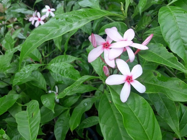 พุดชมพู - Pink gardenia (กทม)