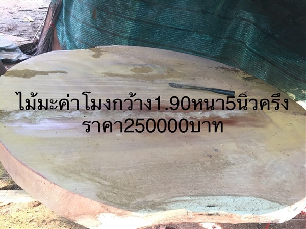 ไม้มะค่าแผ่นกลมกว้าง190เมตรหนา5.5นิ้ว | เอกไม้ใหญ่ - เมืองนครสวรรค์ นครสวรรค์