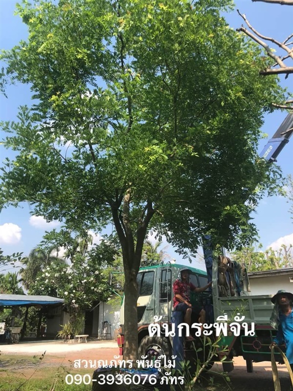 ต้นกระพี้จั่น ขนาด10นิ้ว | ณภัทร  พันธุ์ไม้ - องครักษ์ นครนายก