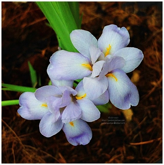 Iris Collettii Hook. f.