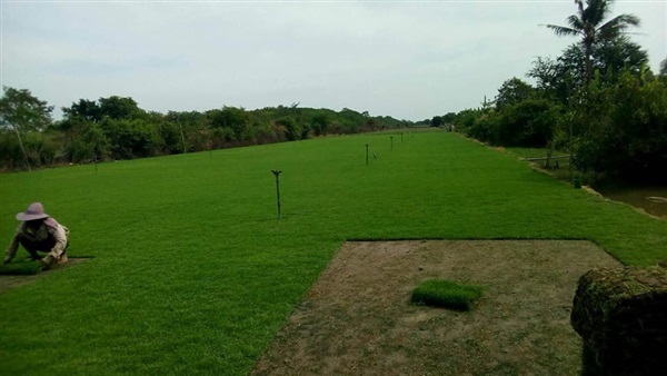 รับปลูกหญ้าตารางเมตรละ 60 บาท ทั่วประเทศ  | Drenglish Garden มหาสารคาม - กันทรวิชัย มหาสารคาม