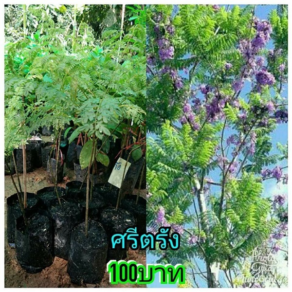 ศรีตรัง ต้นละ 100 บาท ซื้อเยอะมีส่วนลด  | Drenglish Garden มหาสารคาม - กันทรวิชัย มหาสารคาม