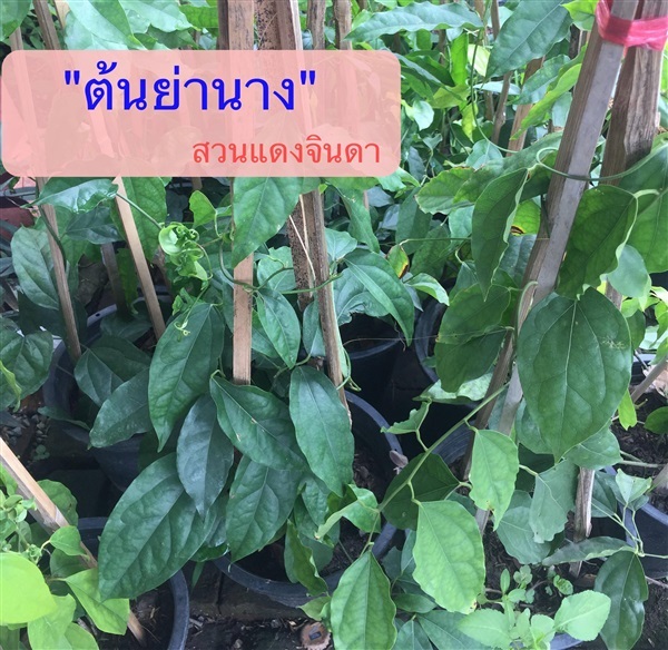 ต้นย่านาง