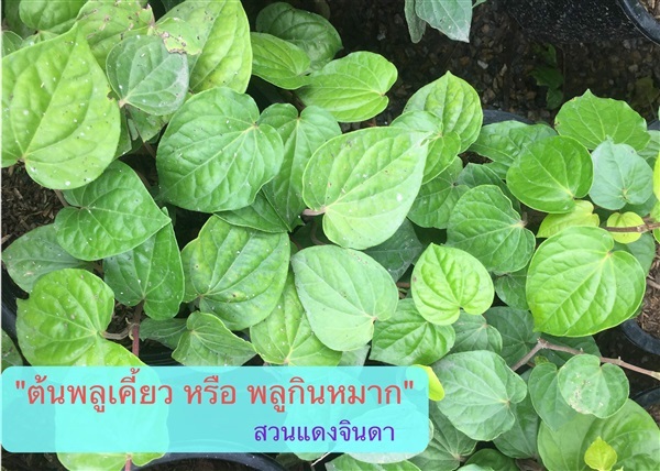 ต้นพลูเคี้ยว | สวนแดงจินดา -  เชียงใหม่