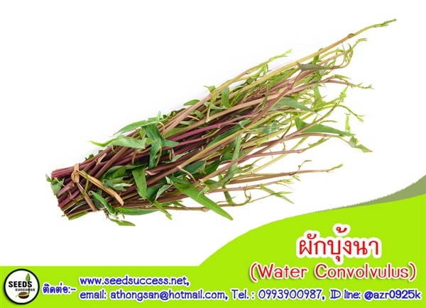 ผักบุ้งจีน (water convolvulus) ผักบุ้งนา/10 g. | seedsuccess (ซีดซักเซส) - เขื่องใน อุบลราชธานี