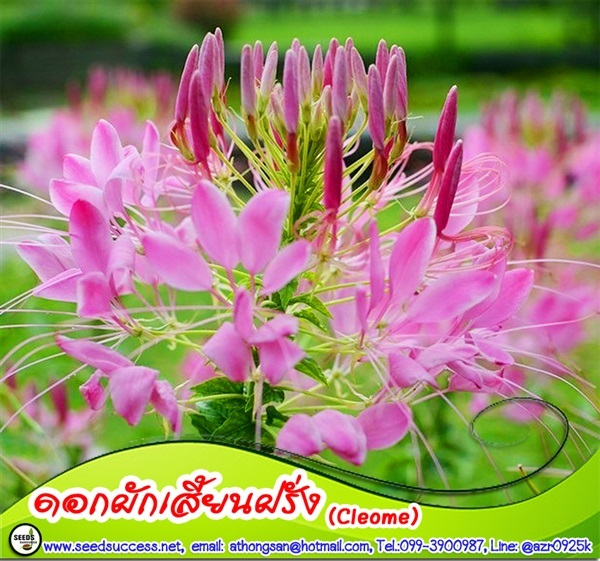 ดอกเสี้ยนฝรั่ง (Cleome) / 150 เมล็ด  | seedsuccess (ซีดซักเซส) - เขื่องใน อุบลราชธานี