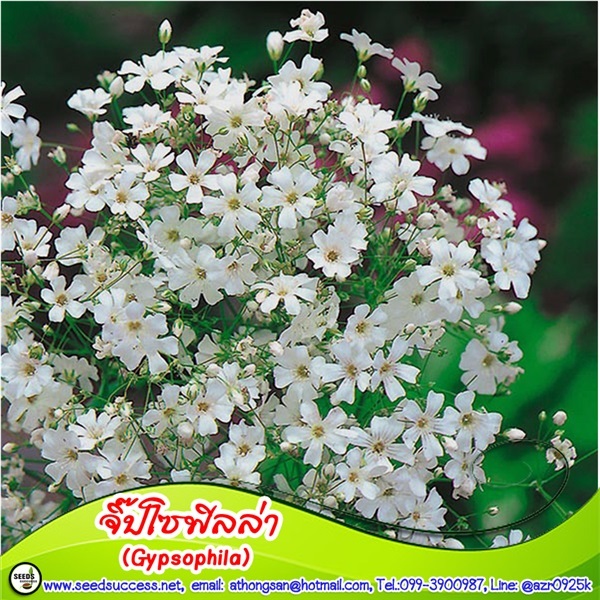 ยิปโซฟิลล่า (Gypsophila) / 150 เมล็ด | seedsuccess (ซีดซักเซส) - เขื่องใน อุบลราชธานี