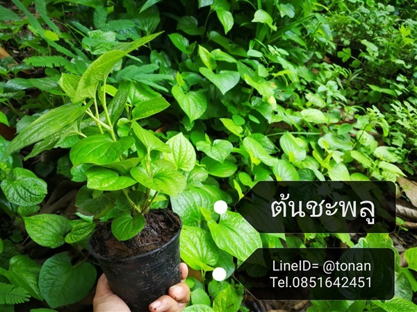 ต้นชะพลู | บ้านหญ้าหวาน โตนานการ์เด้น นนทบุรี - ปากเกร็ด นนทบุรี