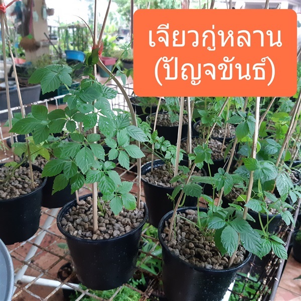 ต้นเจียวกู่หลาน | บ้านหญ้าหวาน โตนานการ์เด้น นนทบุรี - ปากเกร็ด นนทบุรี