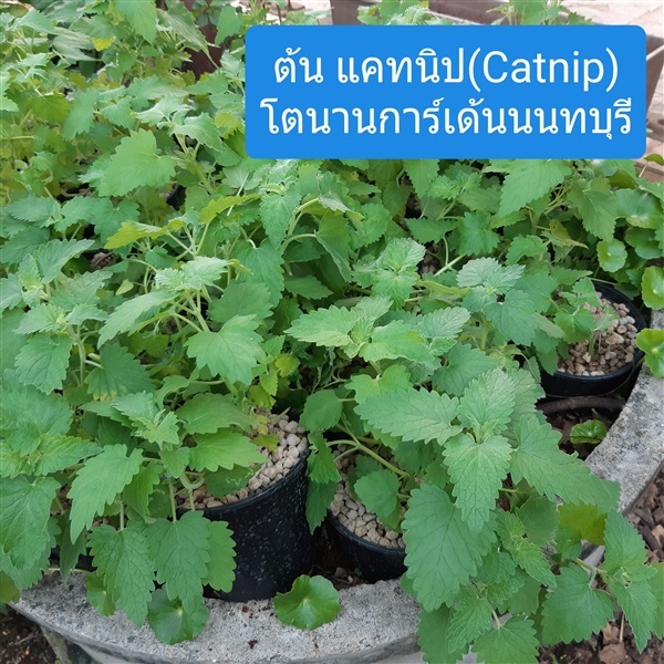 ต้นแคทนิป | บ้านหญ้าหวาน โตนานการ์เด้น นนทบุรี - ปากเกร็ด นนทบุรี