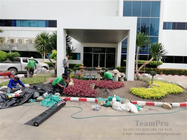 จัดสวน ดูแลสวน ตัดหญ้า ดูแลสวนในโรงงาน ปูหญ้า | บริษัท ทีมโปร แอนด์ เซอร์วิส จำกัด - เมืองชลบุรี ชลบุรี