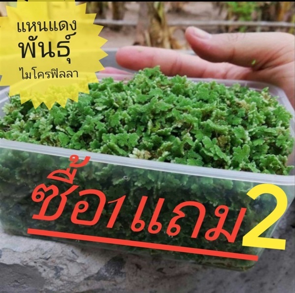 แหนแดง Azolla กรม วช.เกษตร ส่งเสริม 1 ชุดก็ส่ง!