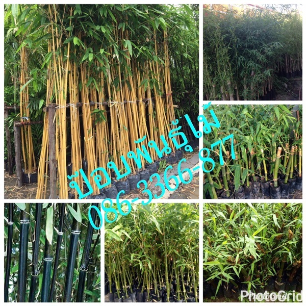 พันธุ์ไผ่ตงอินโดจีน | สวนพันธุ์ไม้ ป๊อบ - องครักษ์ นครนายก