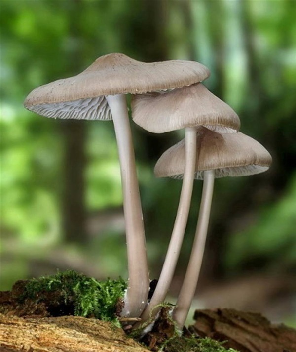 สปอร์เห็ด Mycena galericulata | SEEDTHAI - เมืองปทุมธานี ปทุมธานี