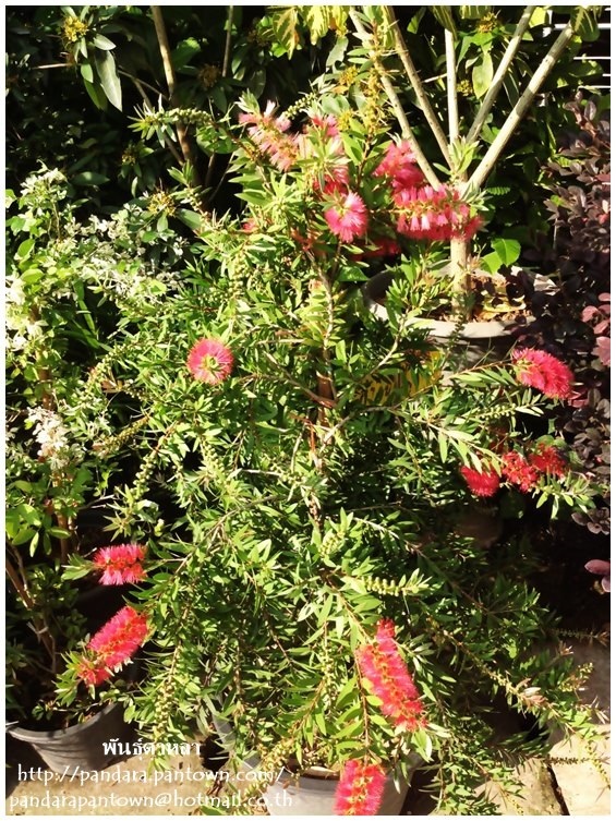 หลิวชมพู หรือ แปรงล้างขวดสีชมพู | พันธุ์ดาหลา - เมืองเชียงใหม่ เชียงใหม่