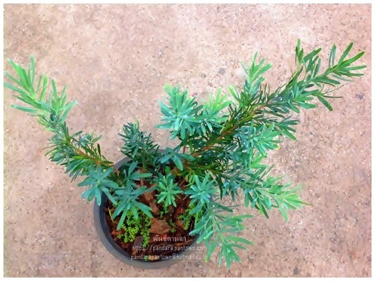 สนใบพายสีฟ้า Podocarpus elongatus 'Icee Blue'