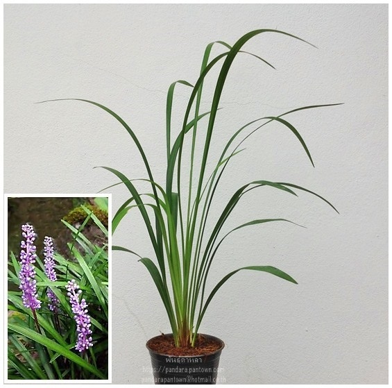  Liriope muscari  ดอกสีม่วงอ่อน | พันธุ์ดาหลา - เมืองเชียงใหม่ เชียงใหม่