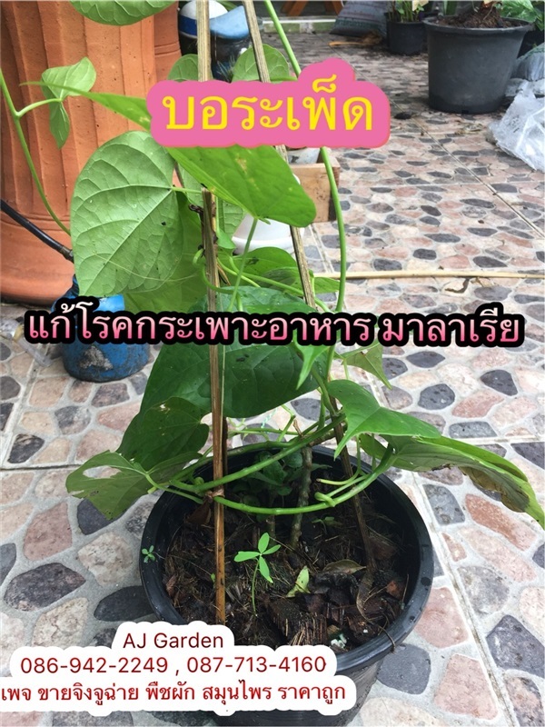 บอระเพ็ด | AJ Garden -  นนทบุรี