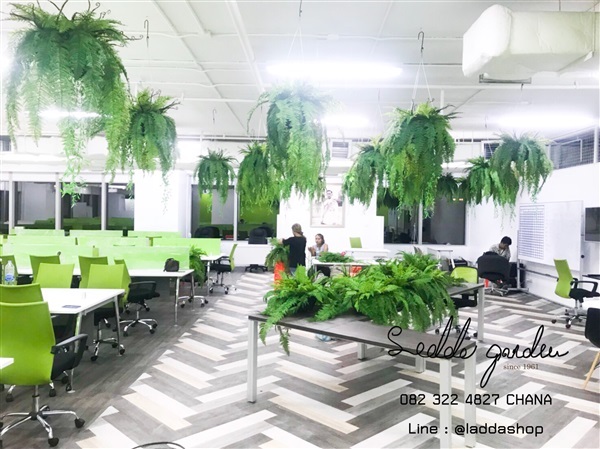 เฟิร์นปลอม เส้นผ่าศูนย์กลาง 60 ซม. (Artificial Fern) | laddagarden - ลาดหลุมแก้ว ปทุมธานี