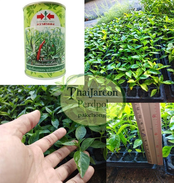 ขายต้นพันธุ์พริกซุปเปอร์ฮอต2 (super hot2) | ร้านไทยเจริญพืชผล ปากช่อง - ปากช่อง นครราชสีมา