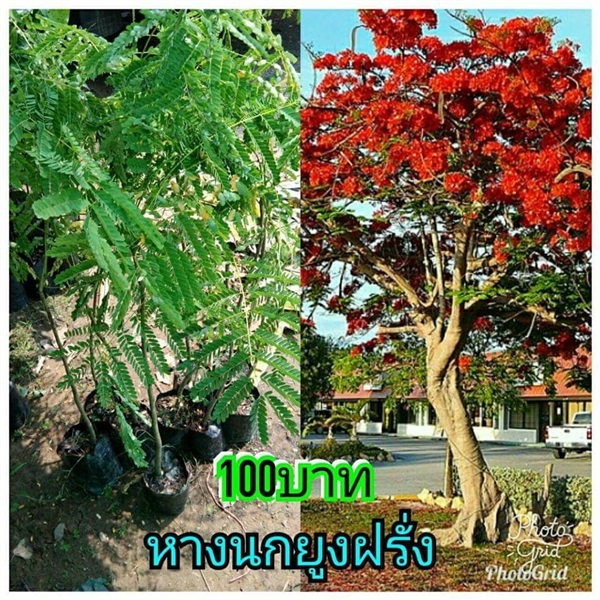 หางนกยูงฝรั่ง ต้นละ 100 บาท ส่งตรงถึงบ้าน ไม่มีขั้นต่ำค่ะ