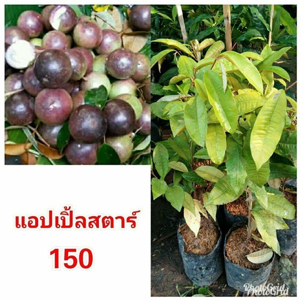 แอปเปิลสตาร์ ต้นละ 150 บาท ส่งตรงถึงบ้าน ไม่มีขั้นต่ำค่ะ | Drenglish Garden มหาสารคาม - กันทรวิชัย มหาสารคาม