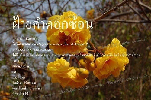 ฝ้ายคำดอกซ้อน | นิสิตพันธุ์ไม้ - ปากช่อง นครราชสีมา