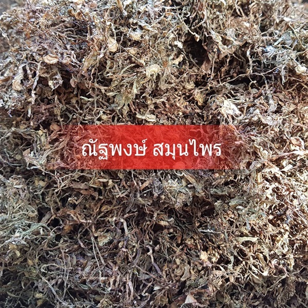 ใบยาสูบ | ณัฐพงษ์ สมุนไพร - คลองสามวา กรุงเทพมหานคร