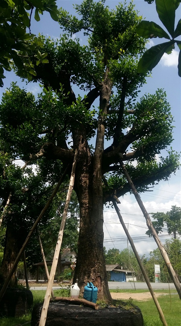 มั่งมี | สวนสมพงษ์พัธุ์ไม้ - แก่งคอย สระบุรี