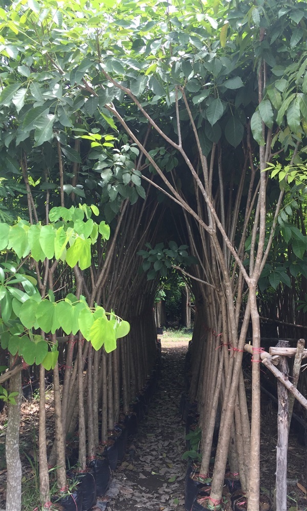 ชมพูพันธุ์ทิพย์ | สวนทวี - เมืองปราจีนบุรี ปราจีนบุรี