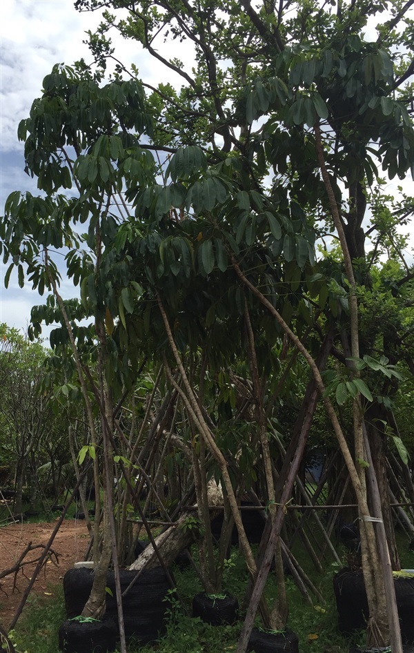 หนวดปลาหมึกยักษ์(กอ) | สวนทวี - เมืองปราจีนบุรี ปราจีนบุรี