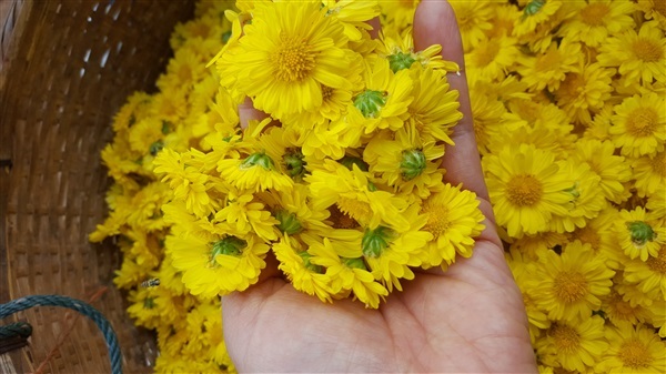 ดอกเก๊กฮวย | ภูอินท์ออร์กานิค ฟาร์ม - จอมทอง เชียงใหม่