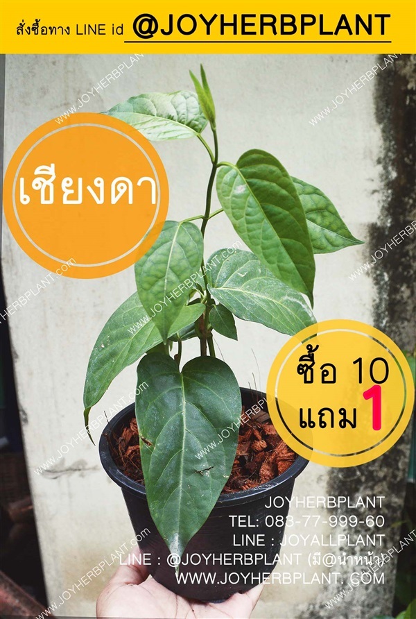 ผักเชียงดา ซื้อ10ต้นแถม1ต้น ส่งทั่วประเทศ