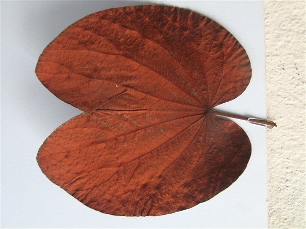ใบไม้สีทองแห้ง | ฺBudo  Bang tree - สุไหงโกลก นราธิวาส