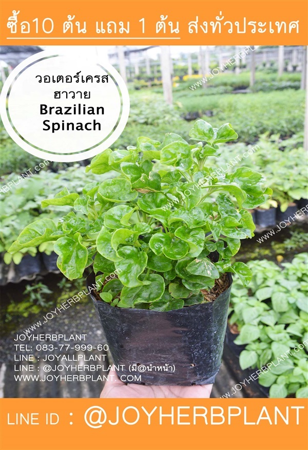 วอเตอร์เครส ฮาวาย Brazilian Spinach (พันธุ์ใบใหญ่) | ร้านจอยต้นสมุนไพร - หนองแขม กรุงเทพมหานคร