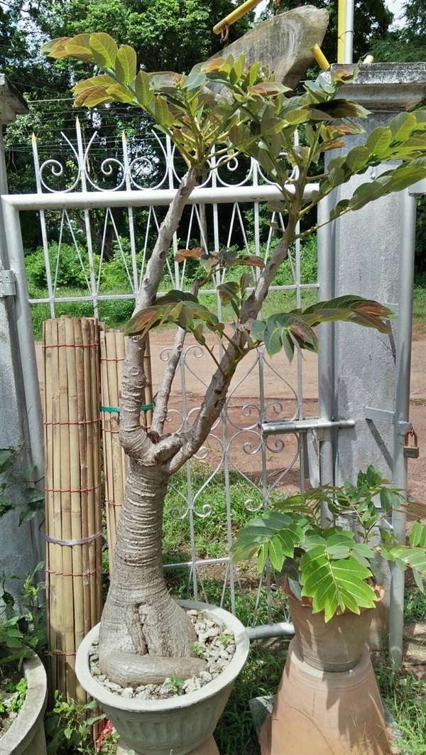  มะยมเงินมะยมทอง Phyllanthus mirabilis  สนใจทักม | สวนศรีชาวนา - เมืองปราจีนบุรี ปราจีนบุรี