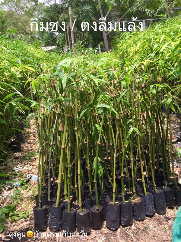 กิ่งพันธุ์ไผ่ตงลืมแล้ง/ไผ่กิมซุง ชุด 10 ต้น (พร้อมบริการส่ง) | บ้านสวนเก็บตะวัน - สังขละบุรี กาญจนบุรี