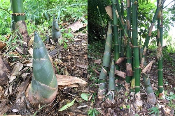 กิ่งพันธุ์ไผ่ตงลืมแล้ง/ไผ่กิมซุง ชุด 50 ต้น (พร้อมบริการส่ง) | บ้านสวนเก็บตะวัน - สังขละบุรี กาญจนบุรี