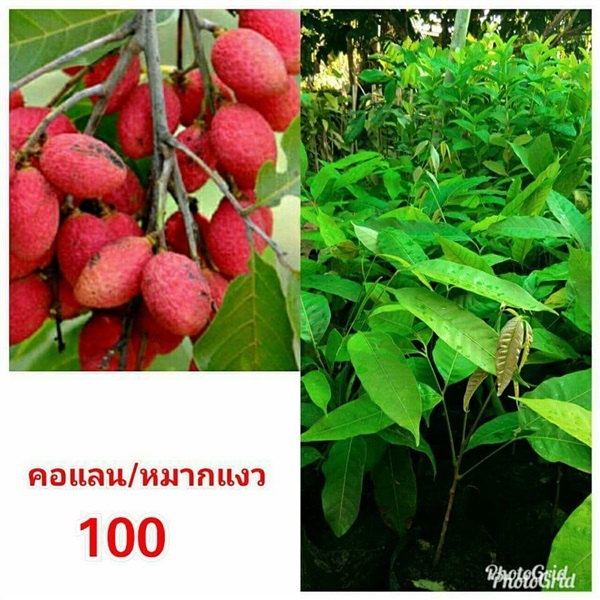 หมากแงว ต้นละ 100 บาท ค่ะ | Drenglish Garden มหาสารคาม - กันทรวิชัย มหาสารคาม