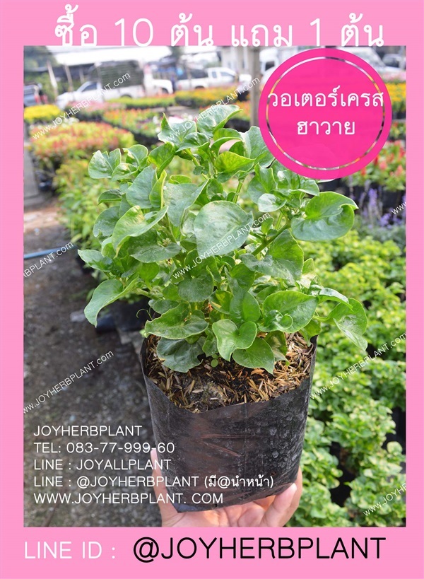 วอเตอร์เครสฮาวาย Brazilian Spinach พันธุ์ใบใหญ่ ซื้อ10แถม1  | ร้านจอยต้นสมุนไพร - หนองแขม กรุงเทพมหานคร