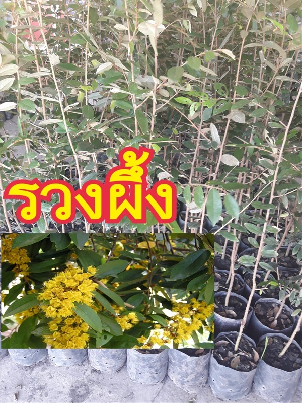 ต้นรวงผึ้ง | สวนใหม่พฤกษา นานาพันธุ์ไม้ - ปากพลี นครนายก