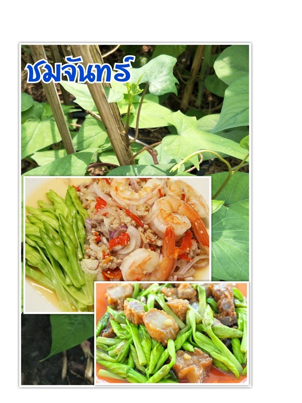 ชมจันทร์