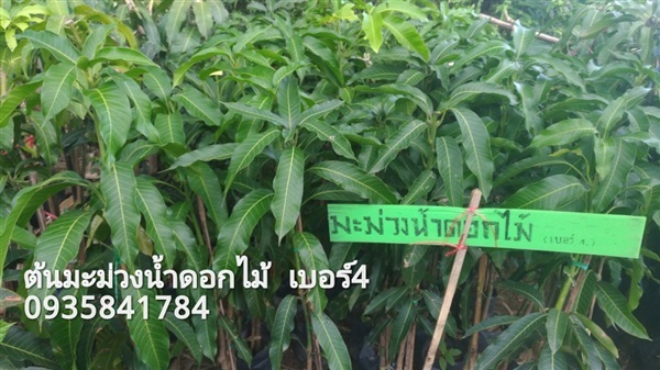 น้ำดอกไม้เบอร์ 4