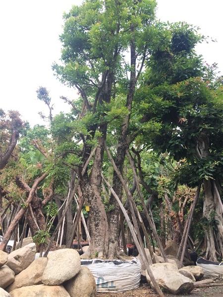 ต้นแคนา | สวนแสนปัญญา1 - แม่ออน เชียงใหม่